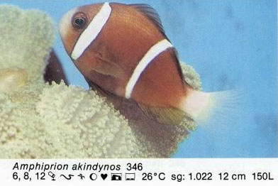Amphiprion akindynos